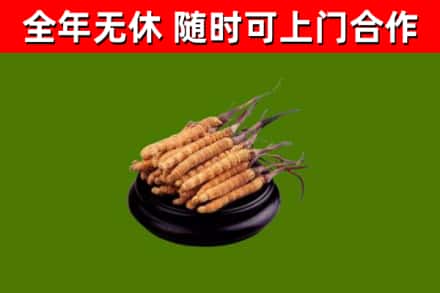 两当县回收冬虫夏草