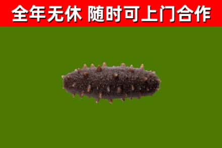 两当县回收海参干